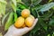 Hand and mango plum fruits under tree garden view