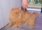 A Hand massages a Scottish lop-eared red cat with a spot massager for the head