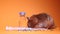 hand in medical glove takes hamster mouse near medical syringe with needle and bottle-phial isolated on orange