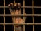 Hand(monkey) in jail