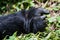 The Hand of a Mountain Gorilla