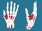 Hand Muscular System