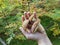 Hand of a mushroom picker with three bay boletus, forest background