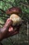 Hand with a Mushroom Pine Bolete