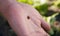 Hand, nature and a ladybug in the garden with a person outdoor for sustainability or agriculture closeup. Farming