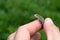 hand neatly holds a small lizard