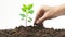 A hand nurturing a young plant sprouting from fertile soil, isolated on a white background