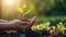 Hand Nurturing Young Plant in Sunlight