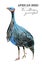 Hand-painrted blue vulturine guineafowl on a white background