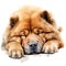 Hand Painted Chow Chow Dog Watercolor