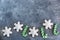 Hand painted Christmas gingerbread green and white candy cane and snowflakes on a beautiful grey background. Card