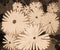 Hand Painted, And Digitally Sepia Toned Daisies