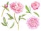 Hand painted floral elements collection. Watercolor botanical illustration of peony,buds and leaves.