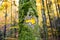 Hand Painted Hiking Trail Arrow Sign in Green and Yellow Forest