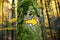 Hand Painted Hiking Trail Arrow Sign in Green and Yellow Forest
