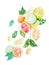 Hand-painted illustration of citrus mix with leaves drawn with watercolour on white paper