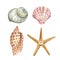 Hand painted illustration of seashell and starfish. Sea shells, isolated on white background. Underwater animals illustration