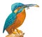 An hand painted illustration on white - Bird, Common kingfisher