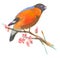 An hand painted illustration on white - Bird, Eurasian bullfinch