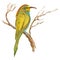 An hand painted illustration on white - Bird, European bee-eater