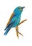 An hand painted illustration on white - Bird, European roller