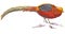 An hand painted illustration on white - Bird, Golden pheasant