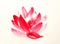 Hand painted ink brush painting of lotus flower in Chinese oriental style