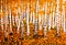 Hand painted picture, orange birch forest