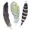 Hand painted seamless pattern with watercolor feathers.