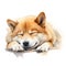 Hand Painted Shiba Inu Dog Watercolor