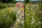 hand-painted trail marker pointing the way through wildflower meadow