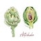 Hand painted vegetable Artichoke. Watercolor vegeterian food  for design menu, veggie blog