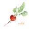 Hand painted vegetable radish. Watercolor vegeterian food for design menu, veggie blog