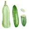 Hand painted vegetable zucchini and cucumber. Watercolor vegeterian healthy food  for design menu, veggie blog