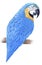 Hand painted watercolor blue macaw parrot sitting on the branch