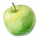 Hand painted watercolor green apple isolated on the white background