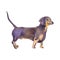 Hand painted watercolor illustration: Dachshund dog breed. Sketch