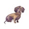 Hand painted watercolor illustration: Dachshund dog breed. Sketch