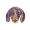 Hand painted watercolor illustration: Dachshund dog breed. Sketch