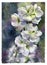 Hand-painted watercolor illustration of delphinium white flower abstract painting. Backdrop design for printed products