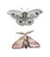 Hand painted watercolor moths set. Summer and autumn theme