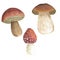 Hand painted watercolor mushrooms. Cute botanic illustrations for design