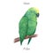 Hand painted watercolor parrot sitting on the branch isolated on the white background. Vector