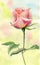 Hand painted watercolor pink rose blooming in the sunny spring garden