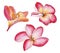 Hand painted watercolor plumeria flowers, frangipani flowers.