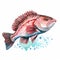 Hand Painted Watercolor Redfish Illustration On White Background