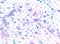 Hand-painted watercolour Abstract Paint Splashes in Purple and Blue on Embossed Paper