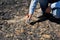 Hand of paleontologist discovered some fossils and cleans it with a brush