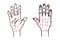 Hand palm and dorsal side sketch. Alternative medicine and treatment. Chinese red points acupuncture scheme drawing