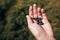 Hand palm holding blueberries on background of sunny mountains a